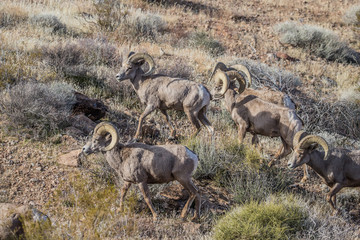 desert male bighorn sheep rams