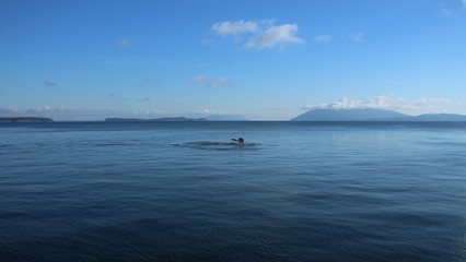 Orca Whale Tail Ocean