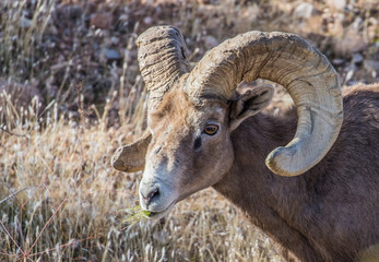 desert male bighorn sheep rams