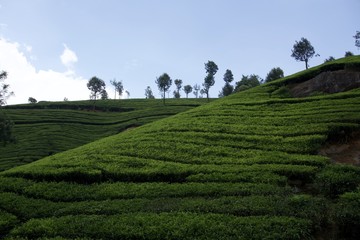 Tea garden with blue sky 