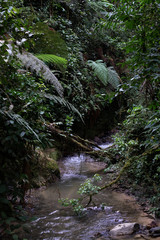 Little river running inside of Podocarpus National Park, Ecuador
