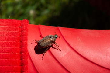 Beetle on a red women boot
