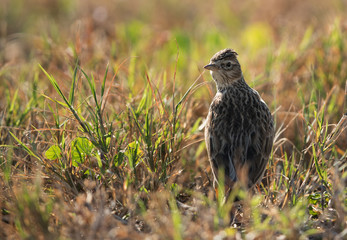 Eurasian Skylark in the grasses