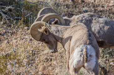 desert male bighorn sheep rams