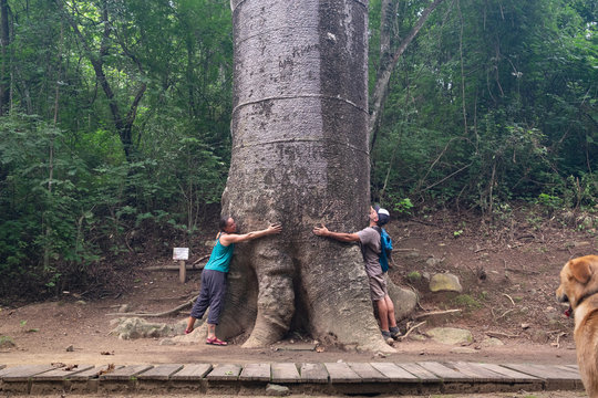 Hugging gigant Cavanillesia platanifolia tree at Puganyo Petrified Forest, Ecuador