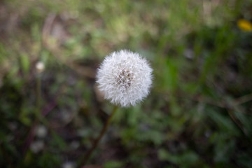 dandelion in the grass