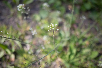wild flowers in the grass