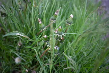 spring flowers in the grass