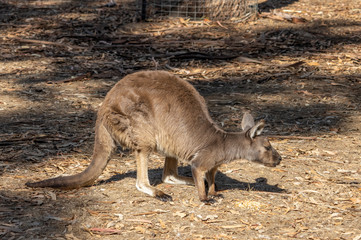 Naklejka na ściany i meble A Kangaroo Island Kangaroo