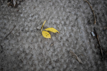 yellow leaf on the ground