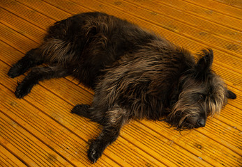 A large dog with long feathers lies resting
