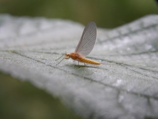 a small strange beetle on a leaf