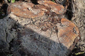wood