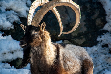 animal
