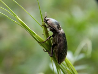 dangerous brown beetle on grass