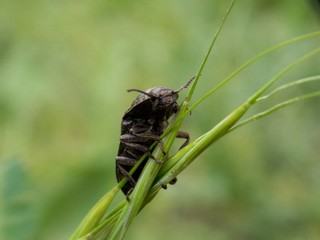 dangerous brown beetle on grass
