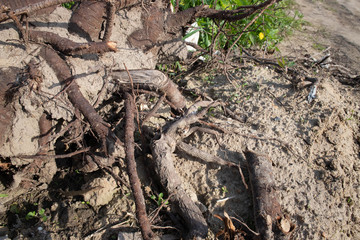 Fototapeta premium tree trunk in the forest