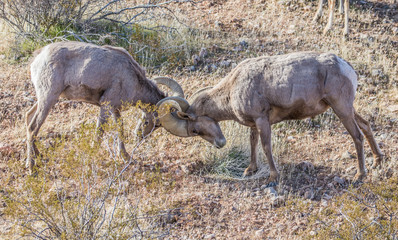 Naklejka na ściany i meble desert male bighorn sheep rams