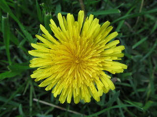 yellow dandelion flower