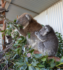 A Koala Mother and Baby