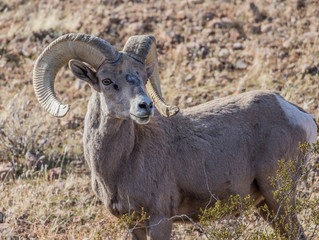 desert male bighorn sheep rams