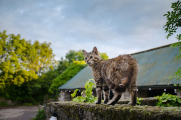 one tabby cat in the garden