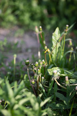 Obraz premium green grass and flowers