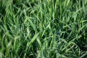 green grass background