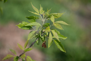 close up of green leaves