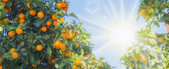 orange trees plantations