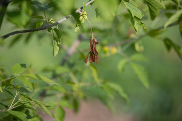 close up of green leaves