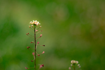 wild flowers in the field