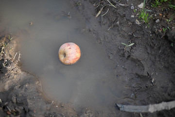 apple in the puddle