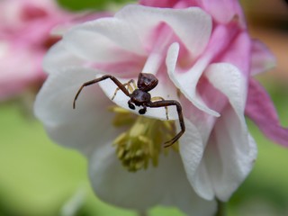 a small brown spider on a colorful flower
