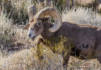 desert male bighorn sheep rams