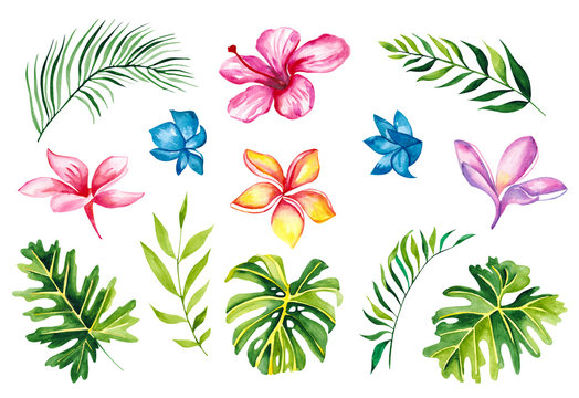 Hand drawn watercolor tropical plants set. Exotic palm leaves, jungle tree, brazil tropic botany elements and flowers. Aloha collection.
