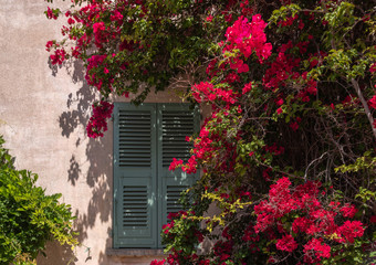 A flowering Bougainvillea framing a window with pastel green wooden shutters on an old building