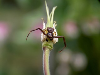 a small brown spider on a plant