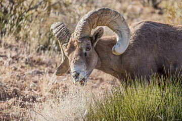 desert male bighorn sheep rams