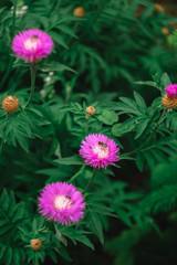 Obraz premium A bee is sitting on a common pink cornflower. A bee collects nectar from a wild flower.