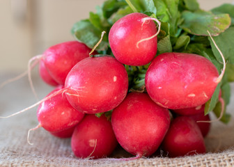 bunch of red radishes on burlap fabric 