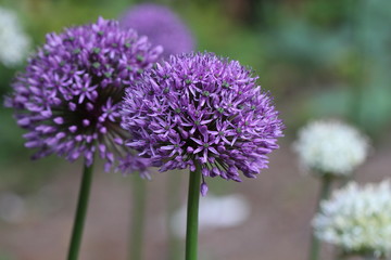 Fototapeta premium Blooming allium giganteum in white and purple