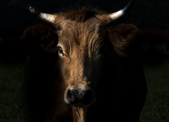 Deutsches Rotvieh / Red Cow with a broken horn and dark back drop