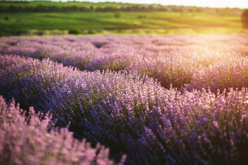 Purple lavender flowers blooming and sunset.
Concept of beauty, aroma and aromatherapy.