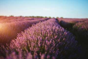 Fototapeta na wymiar Purple lavender flowers blooming and sunset. Concept of beauty, aroma and aromatherapy.