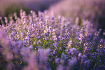 Purple lavender flowers blooming and sunset.
Concept of beauty, aroma and aromatherapy.