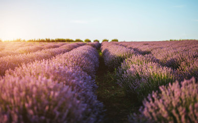 Purple lavender flowers blooming and sunset.
Concept of beauty, aroma and aromatherapy.