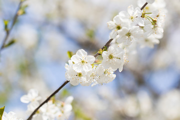 White cherry blossom twig in full bloom against the blue sky.