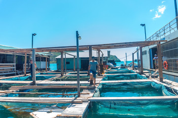 Fish rafting on raft floating fish farming in Con Dao island, Vietnam. Blue water and fresh fish.