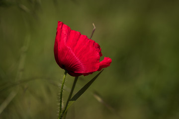 Obraz premium One red poppy flower on the green background. Closeup.
